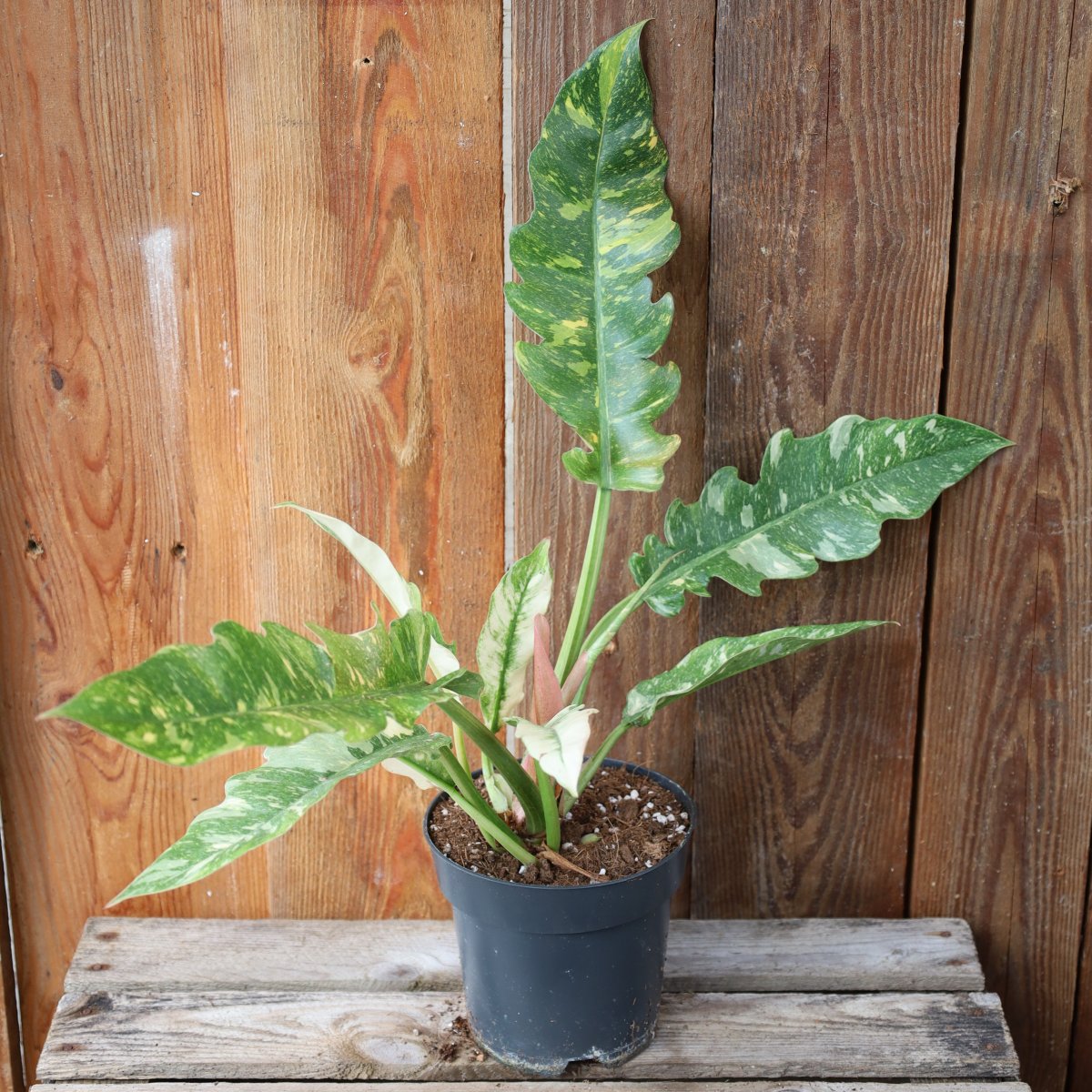 Philodendron Ring of Fire - 12cm (Krukstorlek: 12cm)