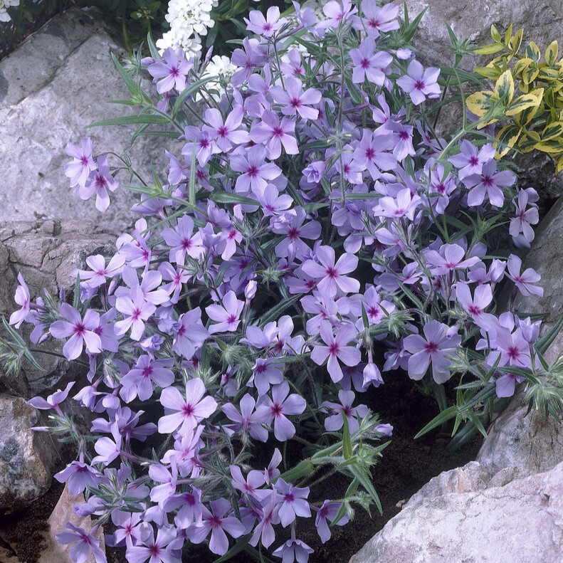 Bl&aring;flox - Phlox divaricata subsp. laphami Chattahoochee (Krukstorlek: 0,5-1L)