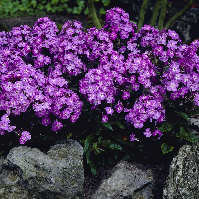 Höstflox - Phlox paniculata Blue Boy (Krukstorlek: 0,5-1L)