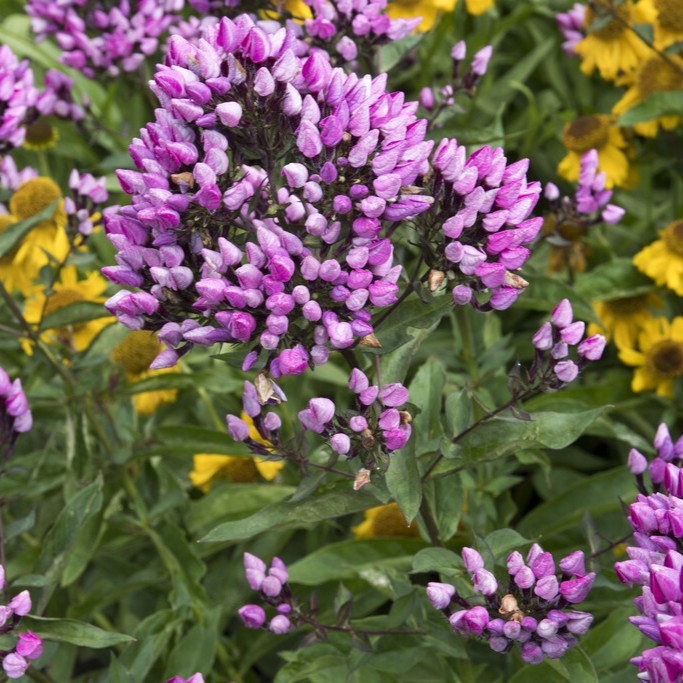Höstflox - Phlox paniculata Butonik (Krukstorlek: 0,5-1L)