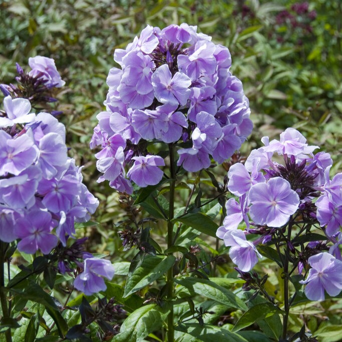 H&ouml;stflox - Phlox paniculata Franz Schubert (Krukstorlek: 0,5-1L)