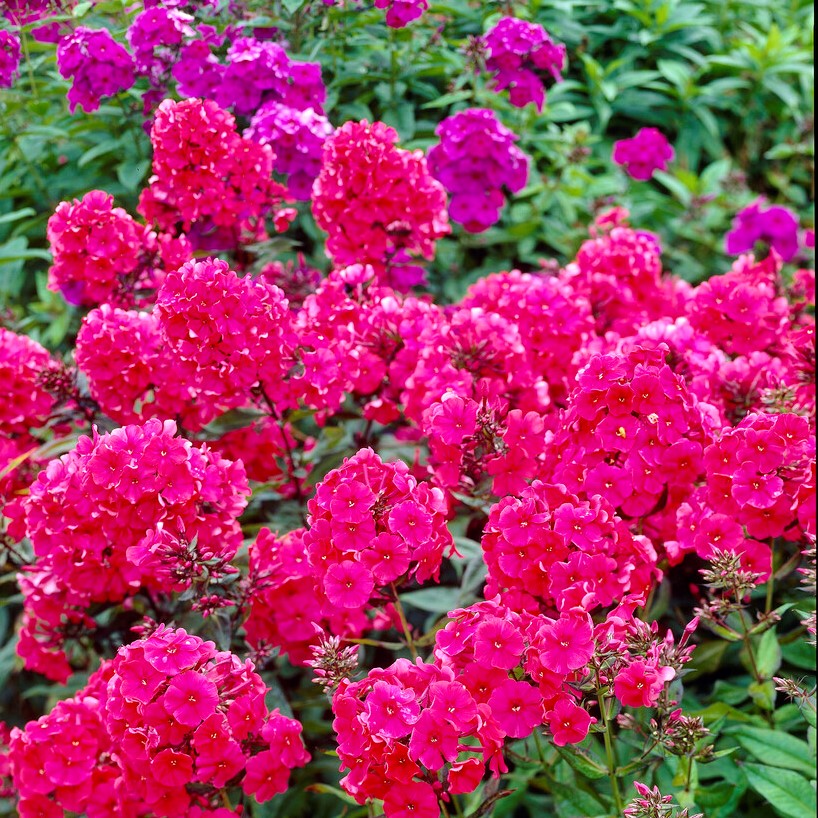 Höstflox - Phlox paniculata Starfire (Krukstorlek: 0,5-1L)