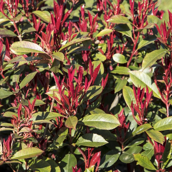Glansbuske/Snittmispel - Photinia fraseri Carr&eacute; Rouge (Storlek: 30-40 C2)