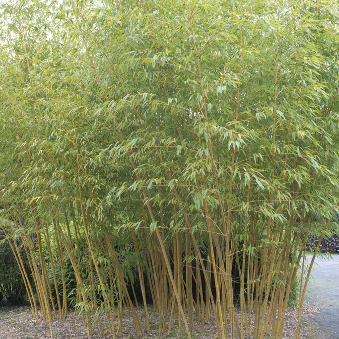 Gul sicksackbambu - Phyllostachys aureosulcata f. aureocaulis (Storlek: 100-125 C2,5)