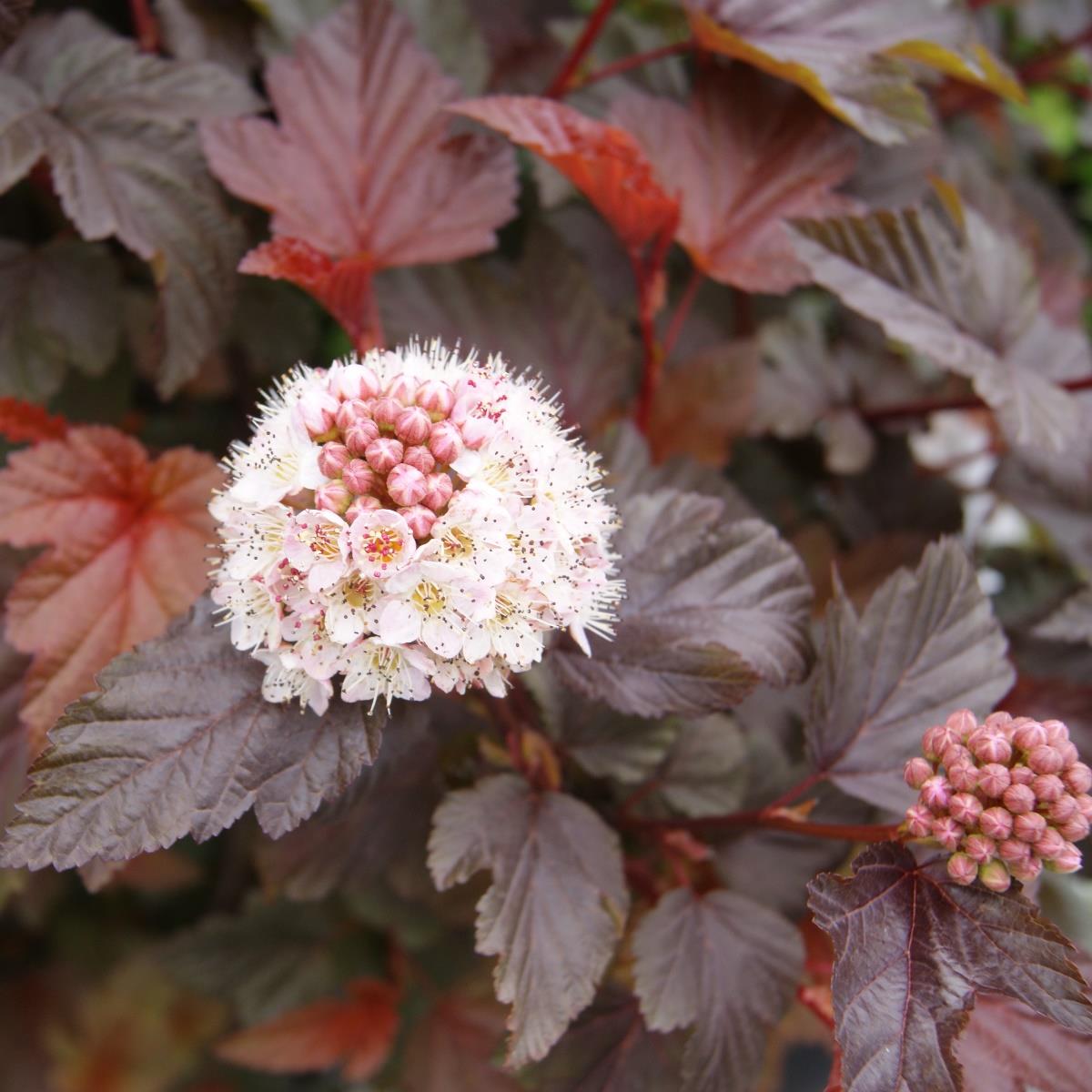 Dj&auml;vulsbuske, Sm&auml;llspirea - Physocarpus opulifolius Lady in Red &reg; (Storlek: 80 stam C7,5)