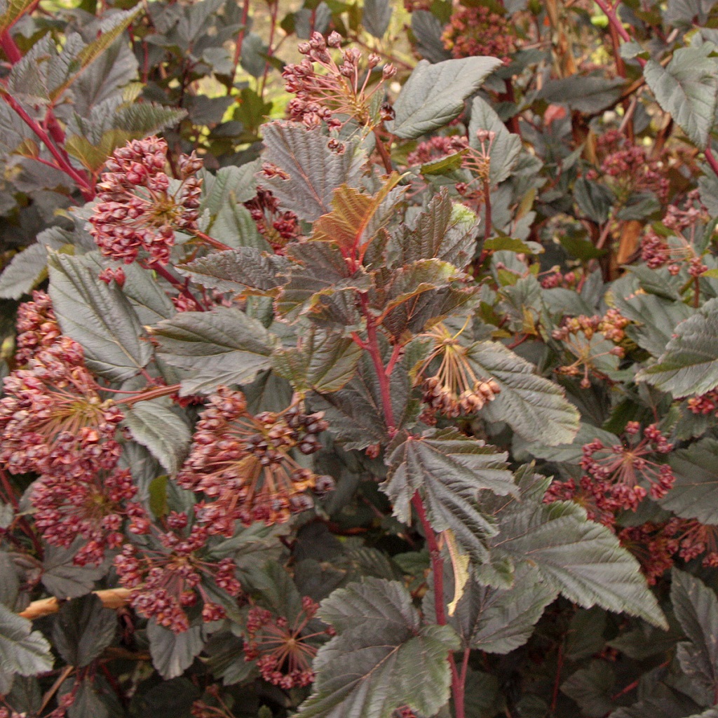 Smällspirea - Physocarpus opulifolius Red Baron ® (Storlek: 25-30 C3)