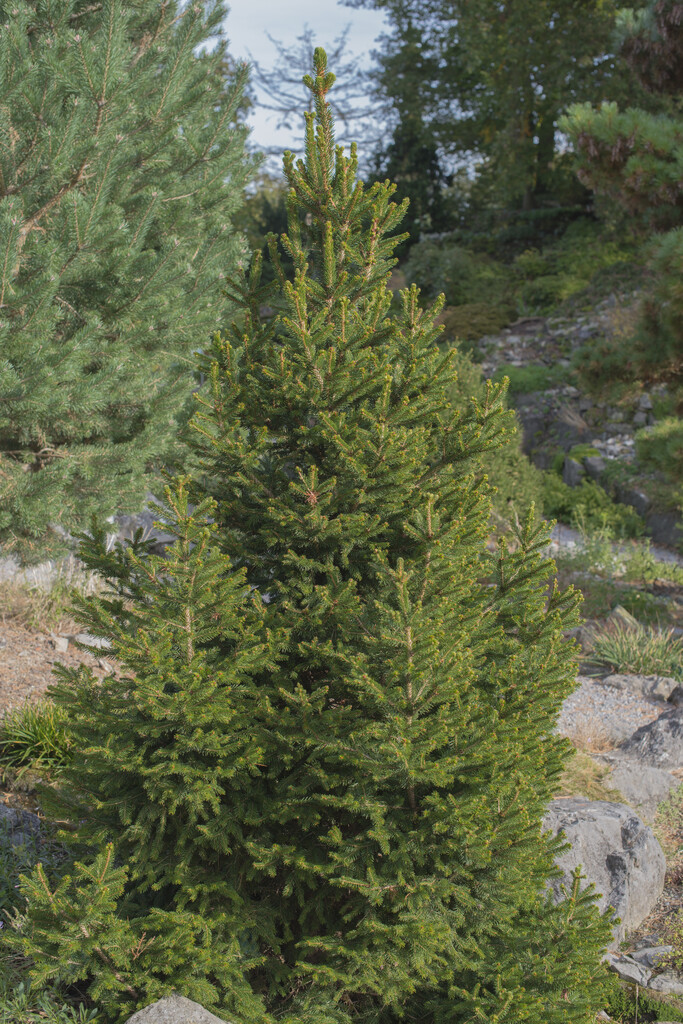 Picea abies Will´s Zwerg, Norgegran