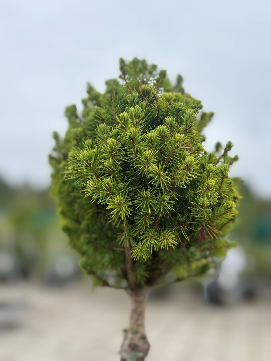 Sockertoppsgran Stam - Picea glauca Perfecta ® (Storlek: stam C2)