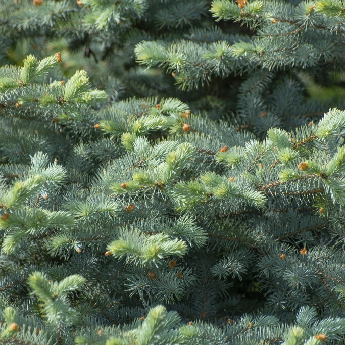 Bl&aring;gran - Picea pungens Blue Diamond &reg; (Storlek: 30-40 C5)