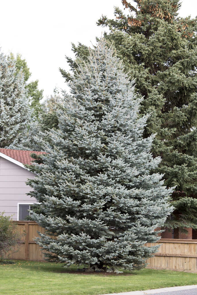 Blågran - Picea pungens Glauca (Storlek: 25-30 C3)