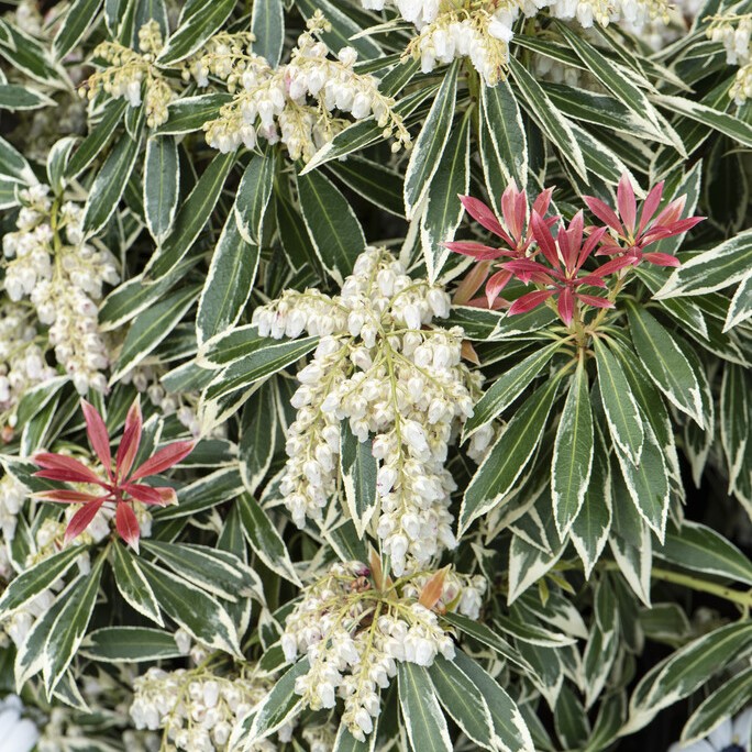 Japansk Buskrosling - Pieris japonica Flaming Silver (Storlek: 20-25 C2)