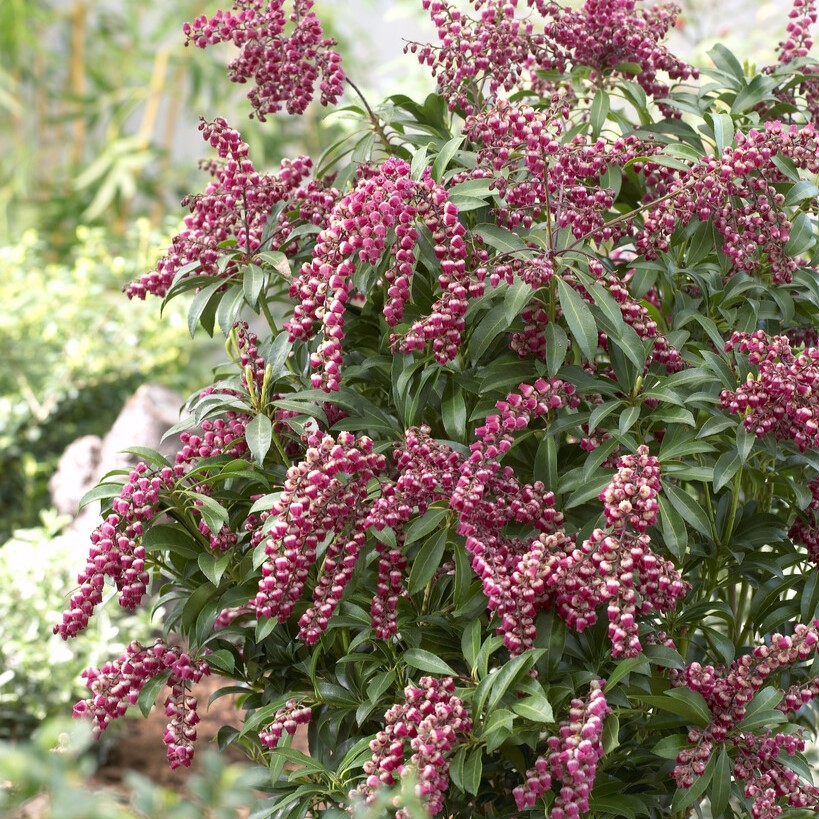 Japansk Buskrosling - Pieris japonica Passion ® (Storlek: 25-30 C3)