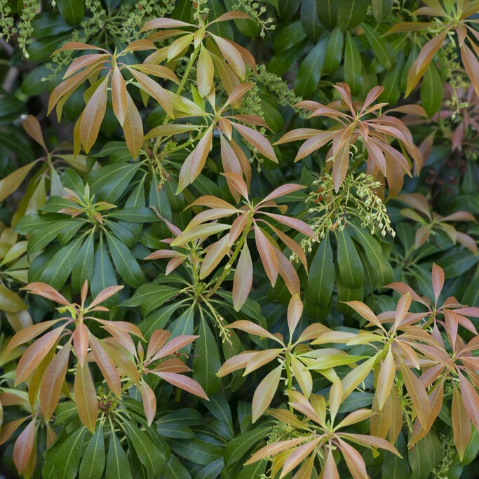 Japansk Buskrosling - Pieris japonica Scarlett O&acute;Hara (Storlek: busk C5)