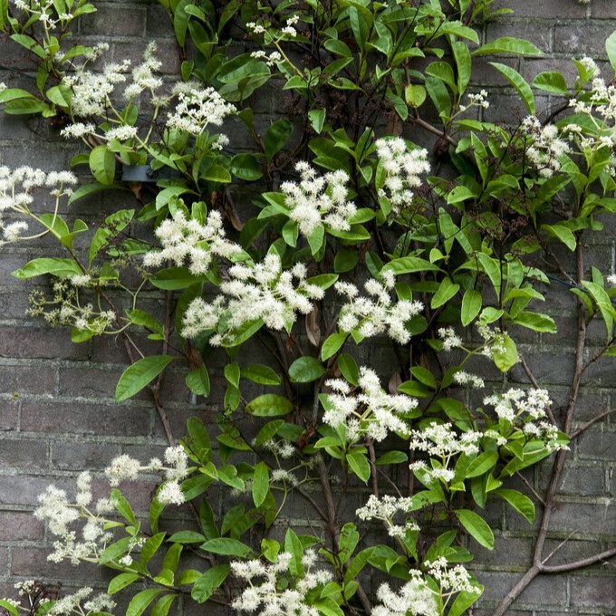Klätterhortensia - Pileostegia viburnoides (Storlek: C2)