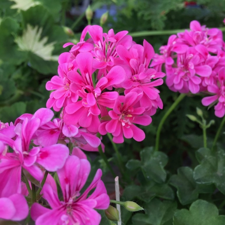 Dv&auml;rgh&auml;ngpelargon, kruka - Pelargonium x hortorum Pink Gay Baby