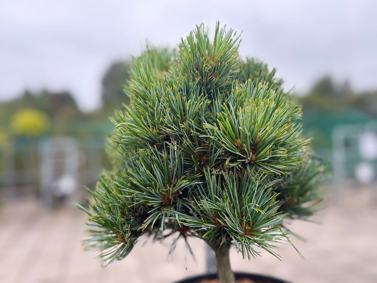 Cembratall - Pinus cembra Sartori (Storlek: 25-30 C7,5)