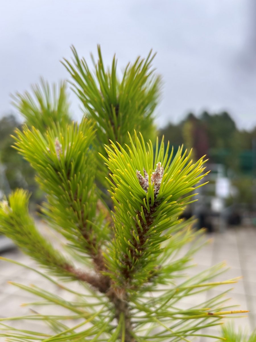 Japansk R&ouml;dtall - Pinus densiflora Jane Kluis (Storlek: C3)