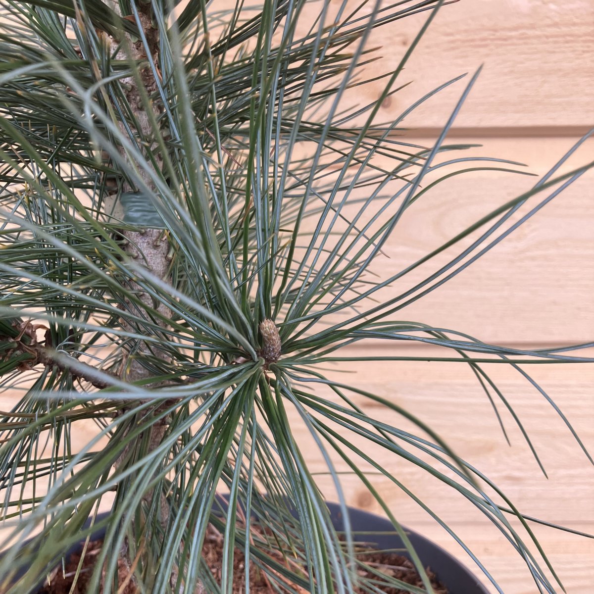 Mjuktall - Pinus flexilis Vanderwolf&acute;s Pyramid (Storlek: 30-40 C3)