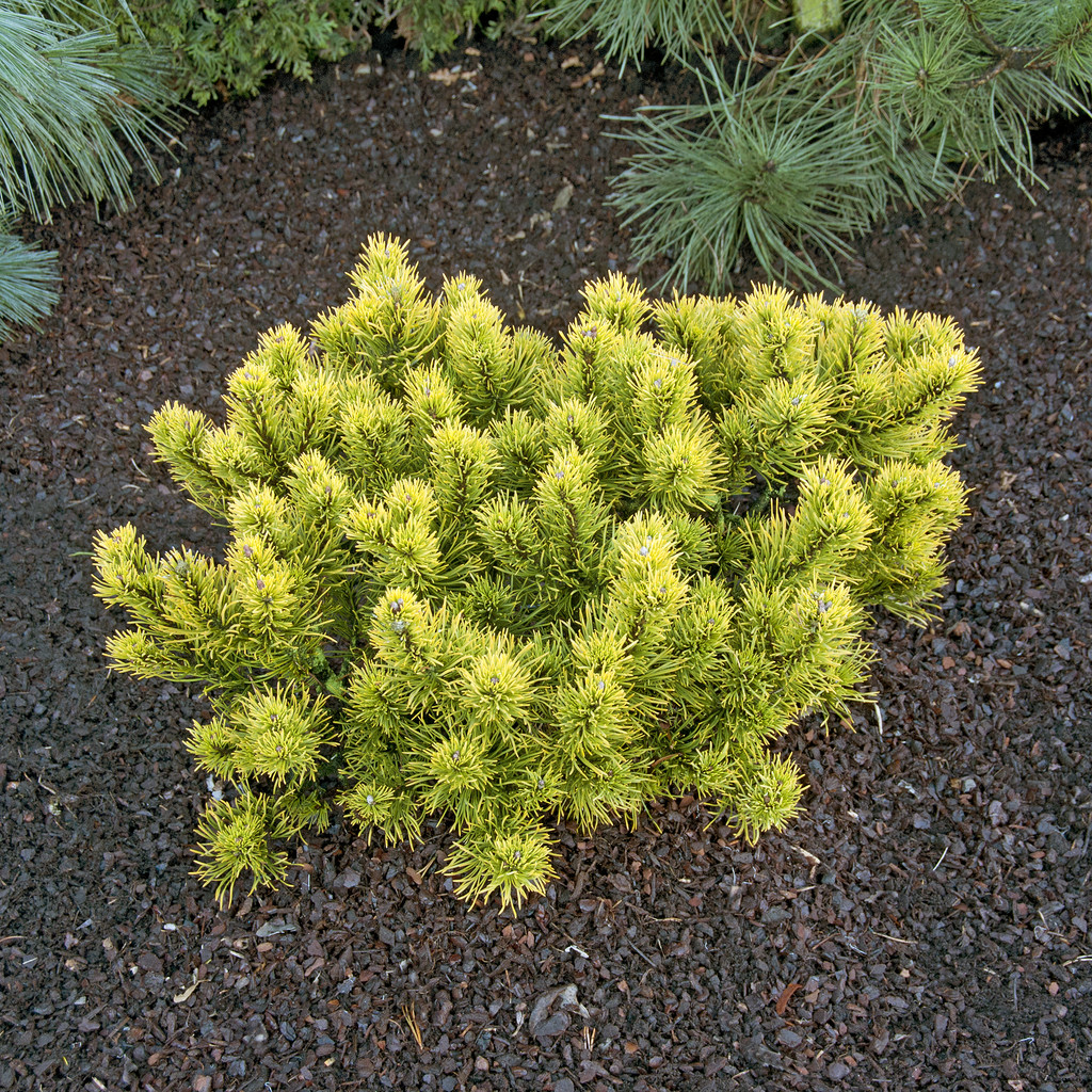 Bergtall - Pinus mugo Carsten (Carsten&acute;s Wintergold) (Storlek: 30-35 C3)