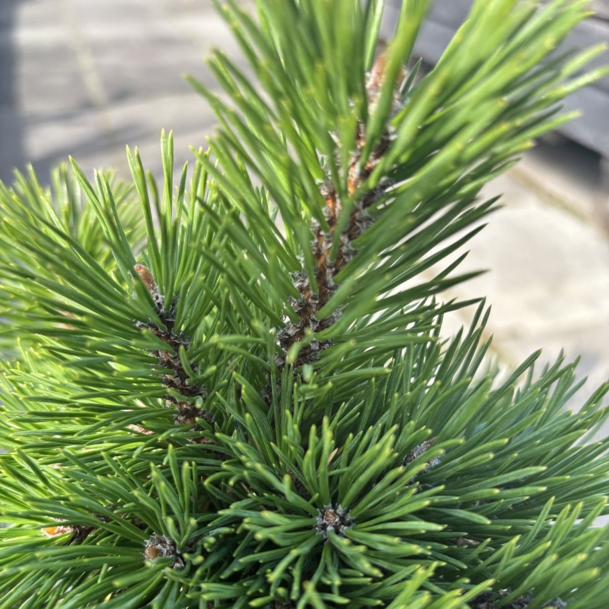 Bergtall - Pinus mugo Klostergrun (Storlek: C2)