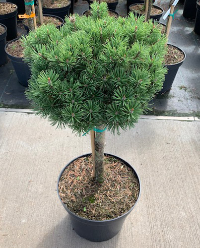 Bergtall Stam - Pinus mugo Mops (Storlek: 45 stam C3)