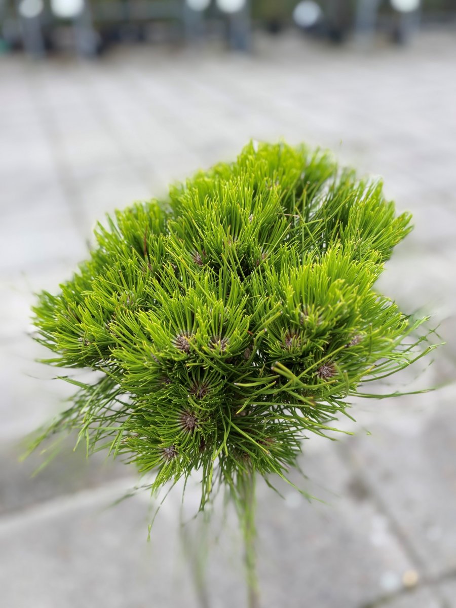Svarttall Stam - Pinus nigra Marie Brégeon ® (Storlek: 45 stam C3)