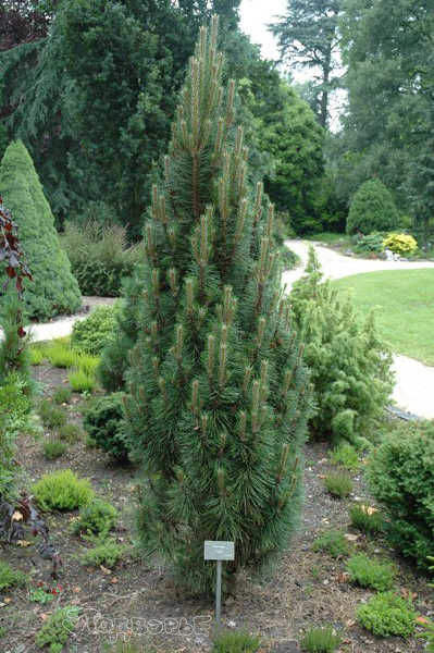 Svarttall - Pinus nigra Richard (Storlek: C2)