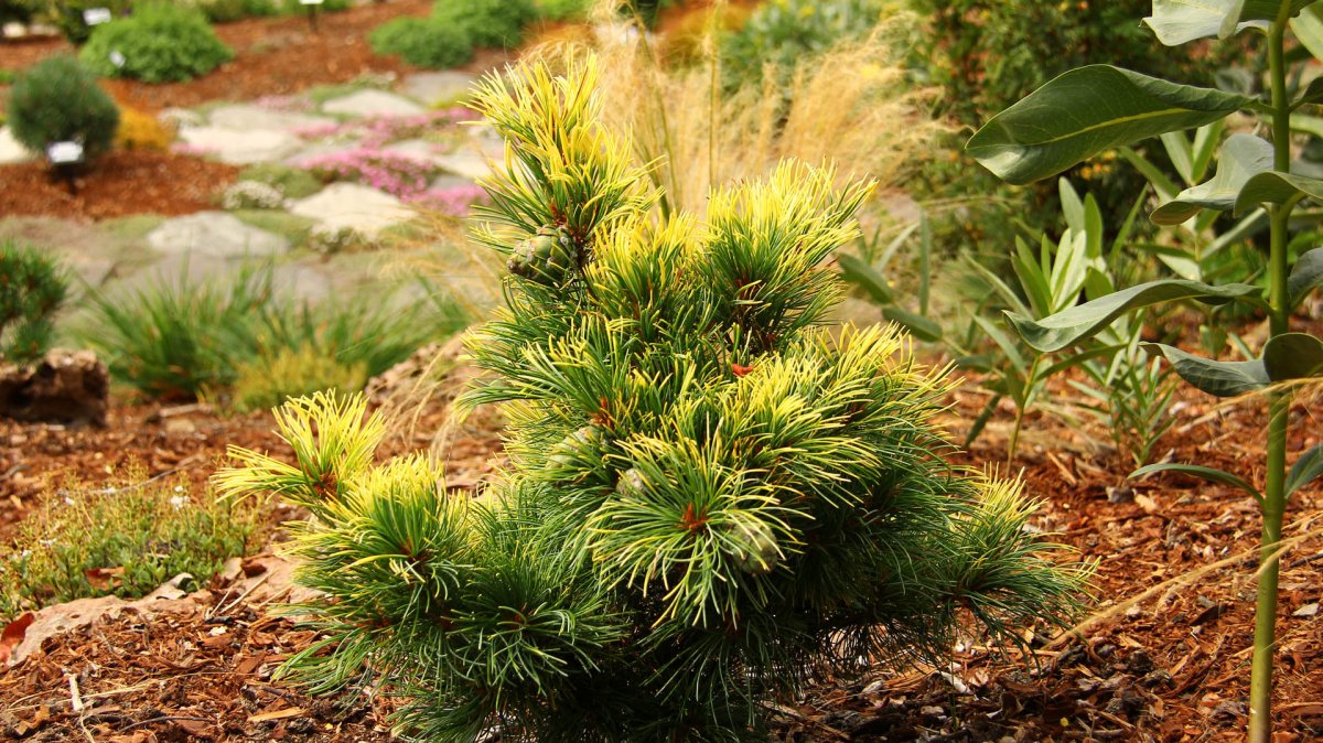Silvertall - Pinus parviflora Goldilocks (Storlek: 30-40 C5)