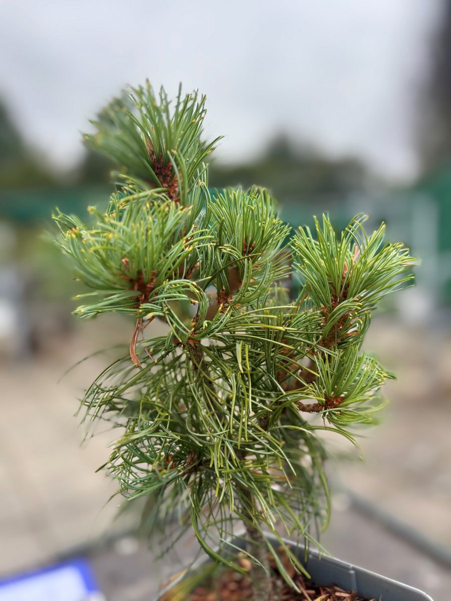 Silvertall - Pinus parviflora Schoon´s Bonsai (Storlek: C2)