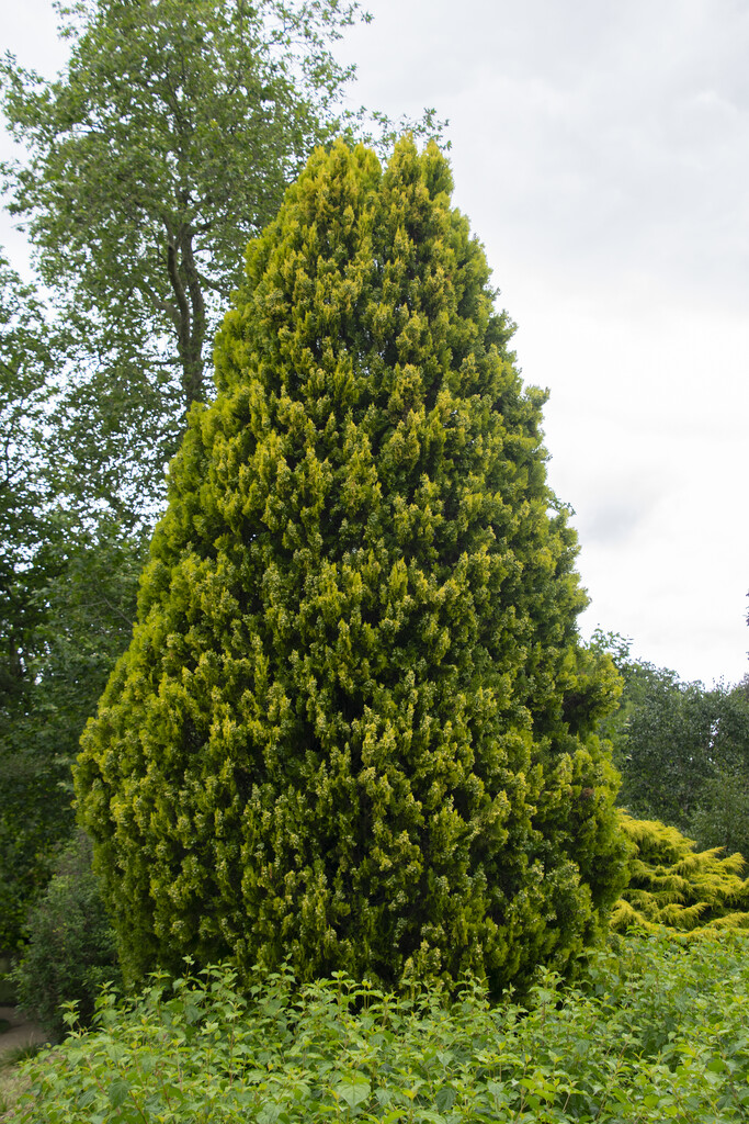 Kinesisk &Auml;delcypress - Platycladus orientalis Pyramidalis Aurea (Storlek: 40-50 C3)