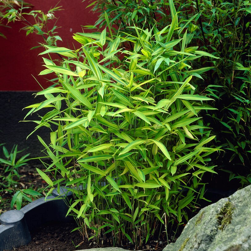 Grenbambu - Pleioblastus viridistriatus (auricomus) (Krukstorlek: 0,5-1L)