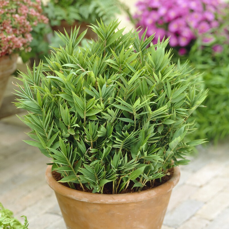 Pyttegrenbambu - Pleioblastus pygmaeus Distichus (Krukstorlek: 0,5-1L)