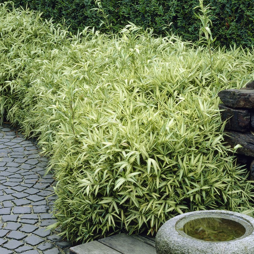 Grenbambu - Pleioblastus variegatus Tsuboi (Krukstorlek: 1,5L)