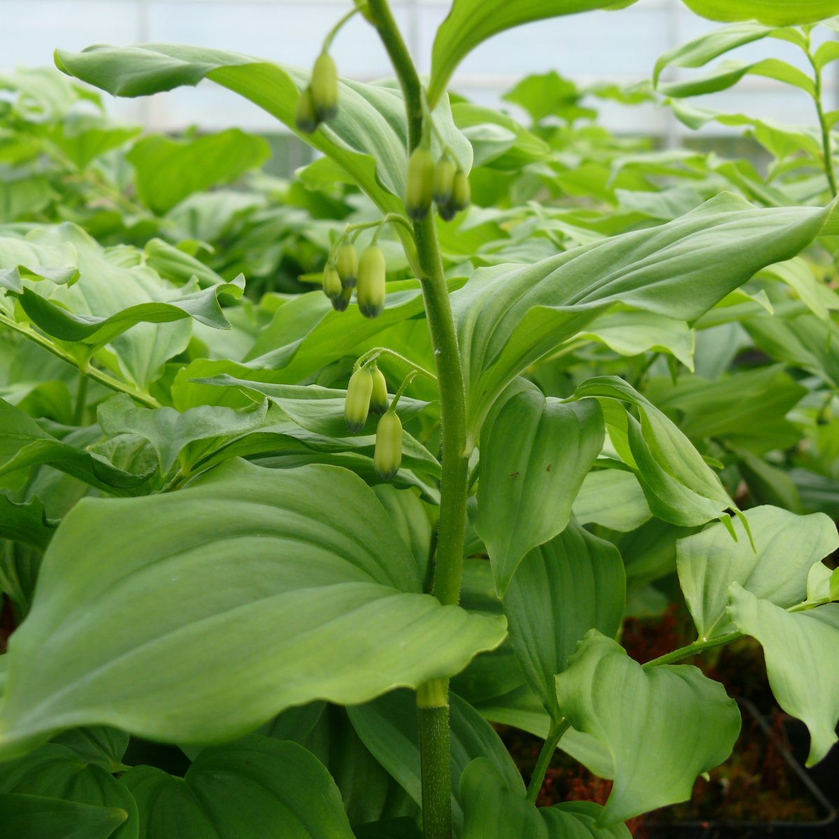 Bredrams - Polygonatum hirtum (Krukstorlek: 0,5-1L)