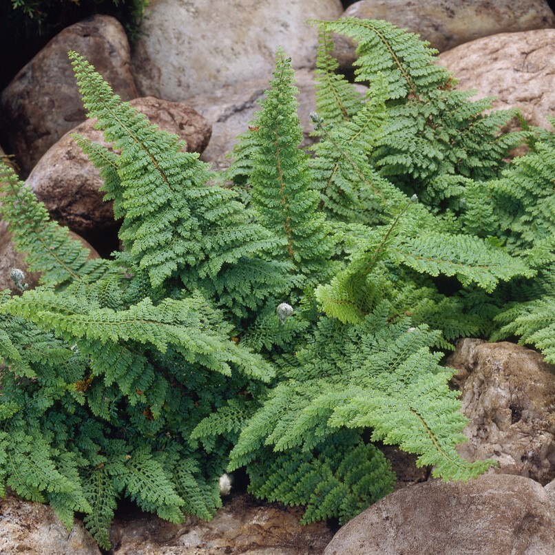 Spetsbr&auml;ken - Polystichum setiferum Plumoso-densum (Krukstorlek: 0,5-1L)