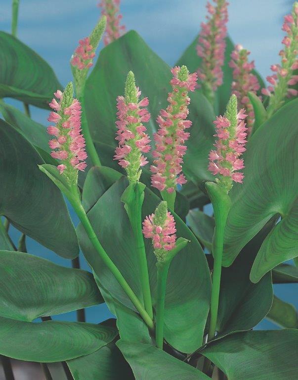 Pontederia - Pontederia cordata Pink Pons