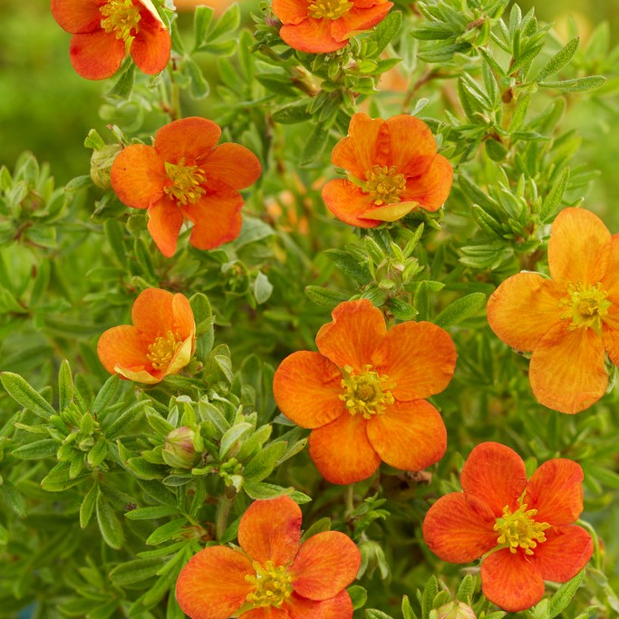 &Ouml;landstok - Dasiphora fruticosa Bella Sol &reg; (Storlek: C3)