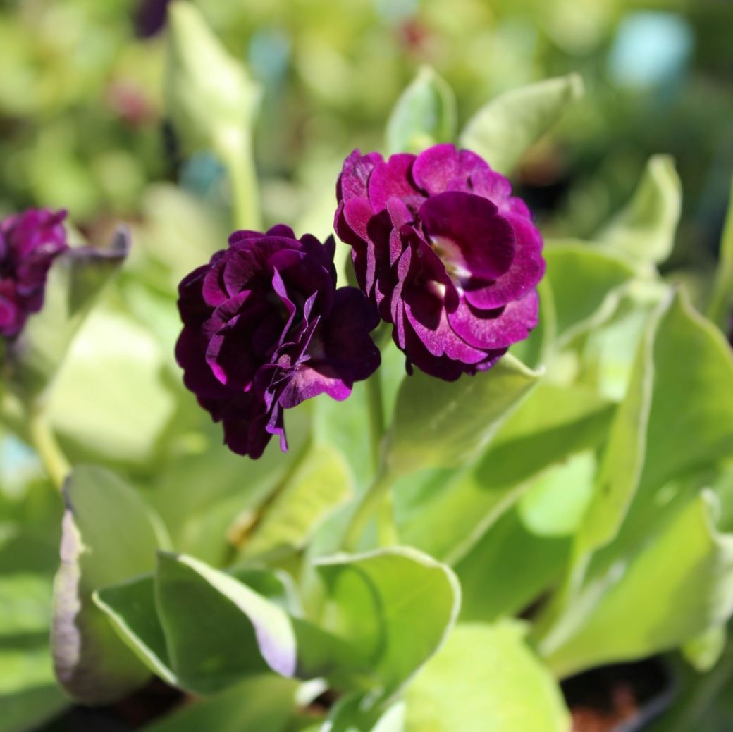 Trädgårdsaurikel - Primula x pubescens Crimson Glow (Krukstorlek: 0,5-1L)