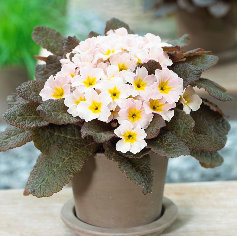 Primula vulgaris Drumcliff ®, Jordviva, P9cm