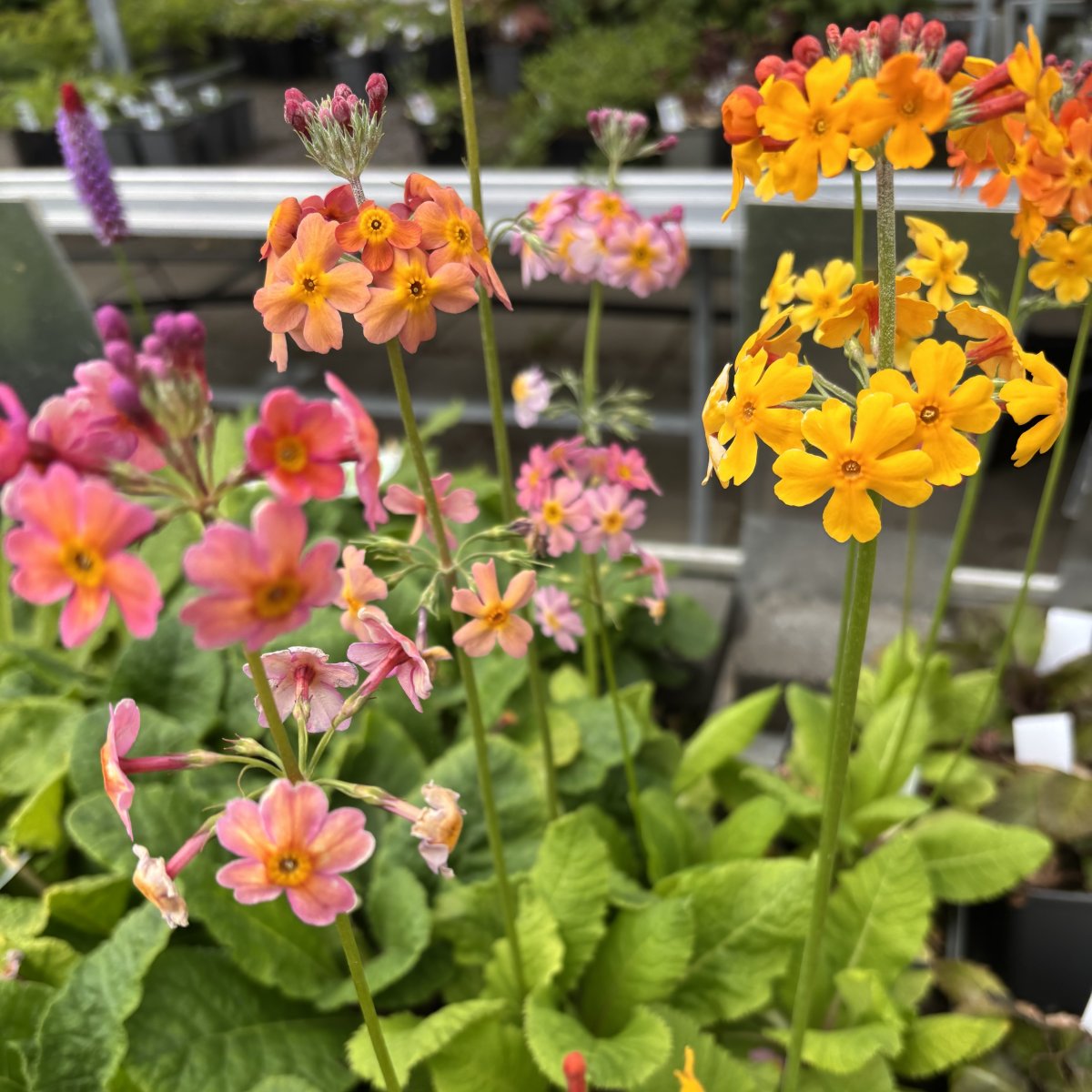 Brokig Kandelaberviva - Primula x bullesiana (edina) (Krukstorlek: P9cm)