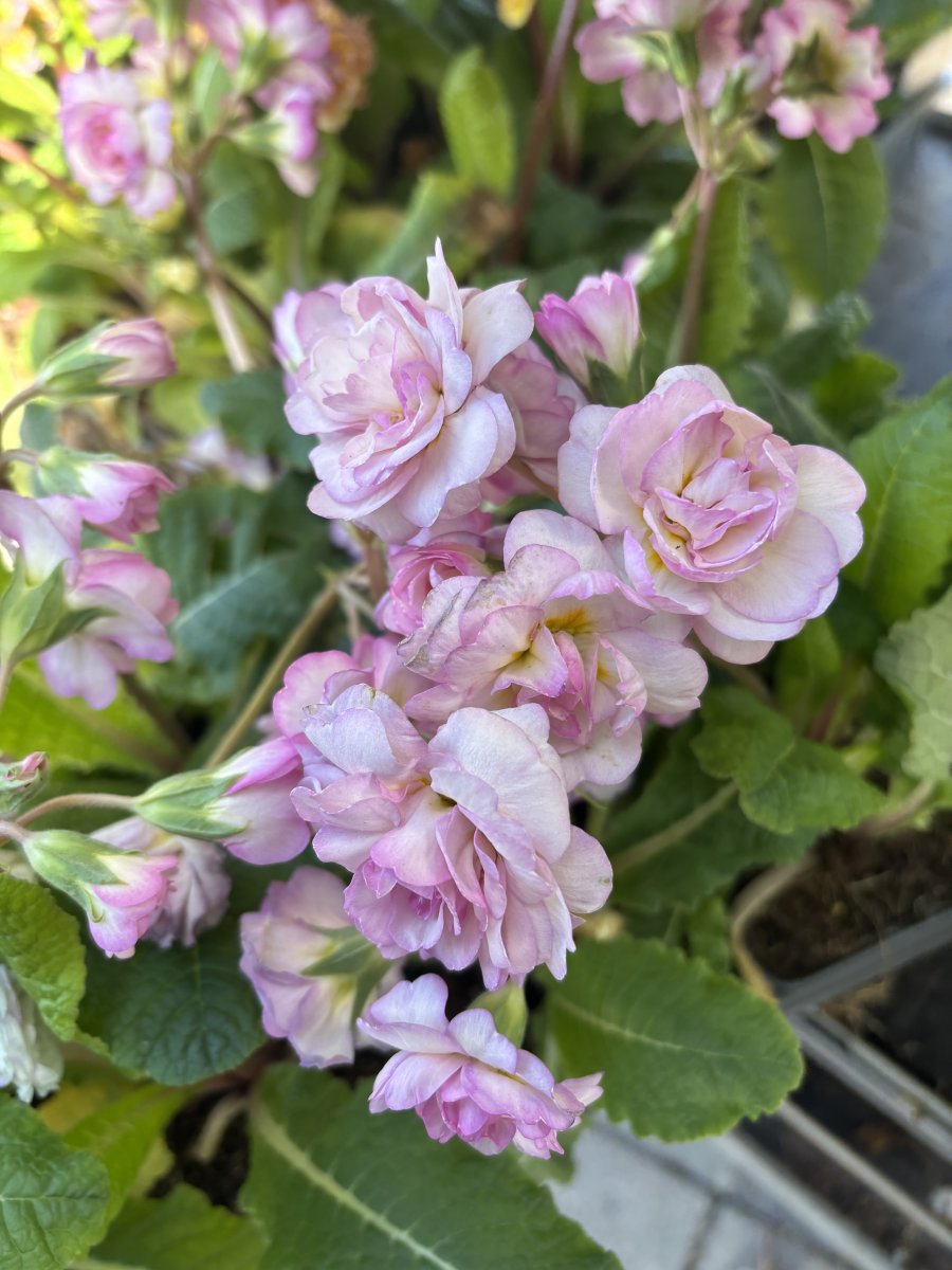 Trädgårdsviva - Primula x polyantha Pretty Polly Soft Pink