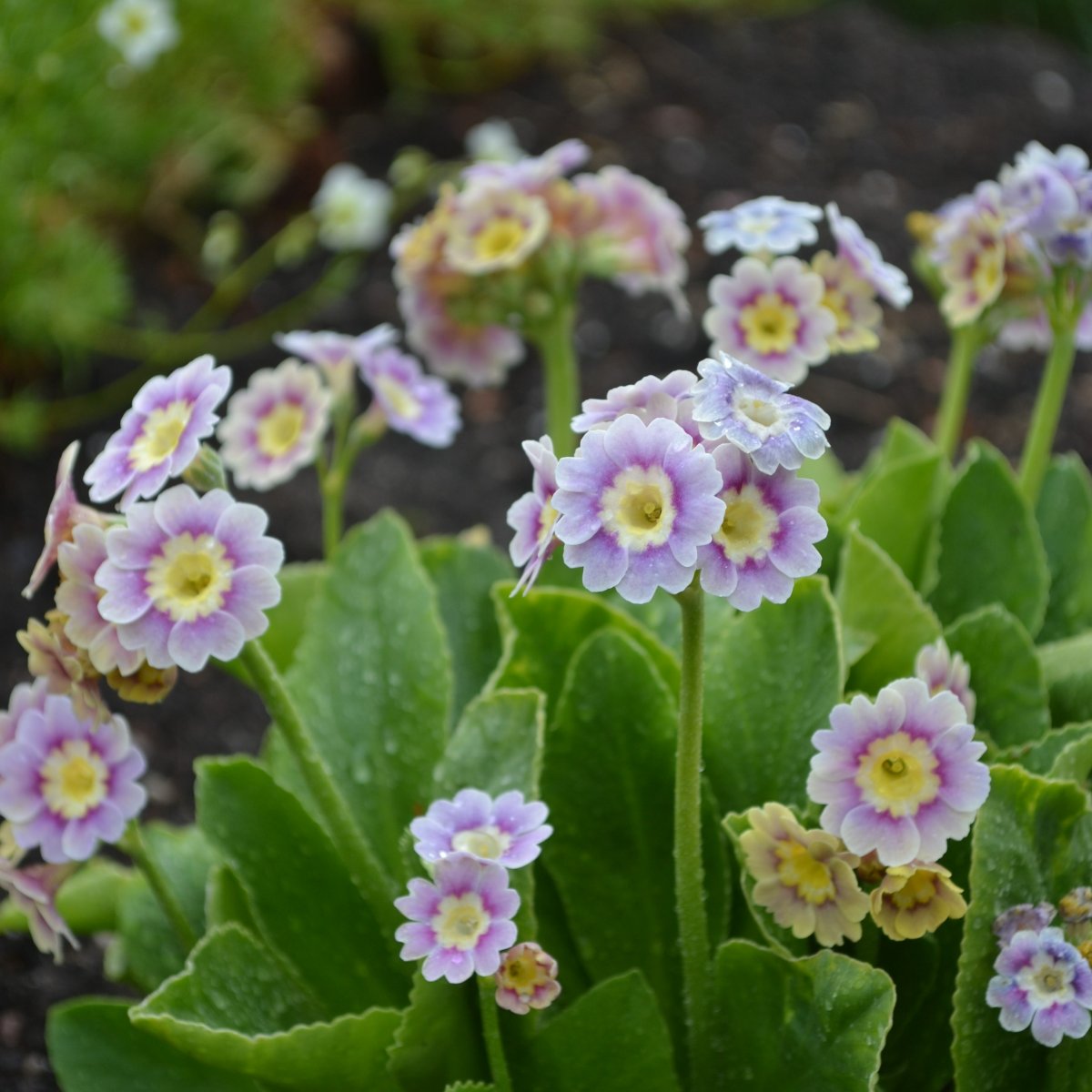 Tr&auml;dg&aring;rdsaurikel - Primula x pubescens Krusenstiernska (Krukstorlek: 0,5-1L)