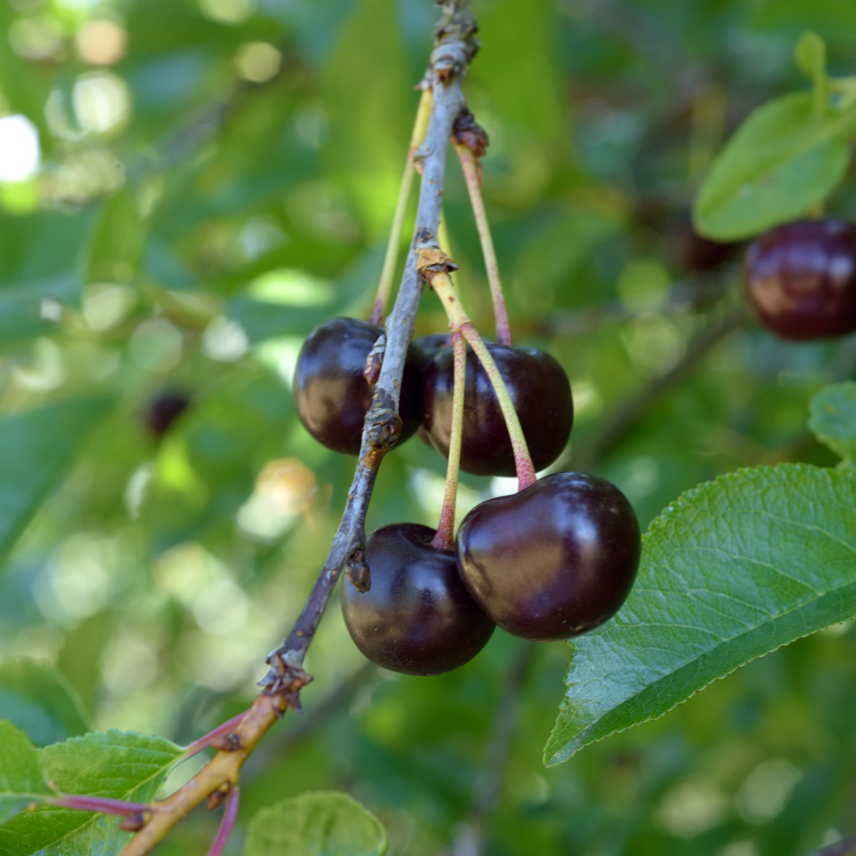 Busk Surkörsbär - Prunus cerasus Nordia E (Storlek: busk C3,5 rotäkta)