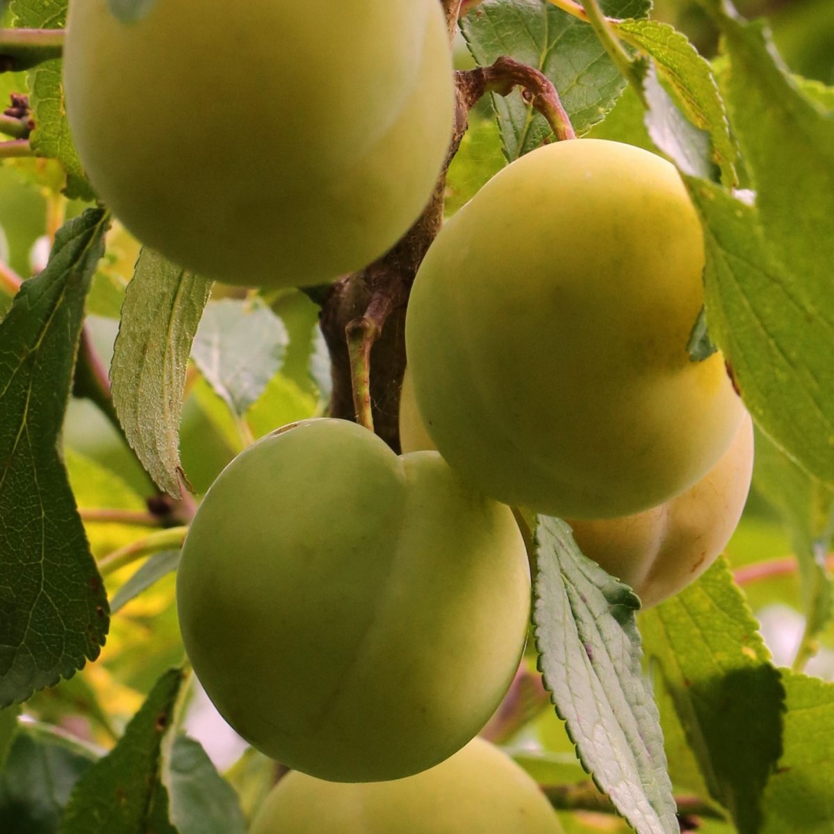 Mirabellplommon L&aring;g Stam - Prunus domestica subsp. syriaca Bellamira &reg; (Storlek: stam WaVit 2 &aring;rs co)