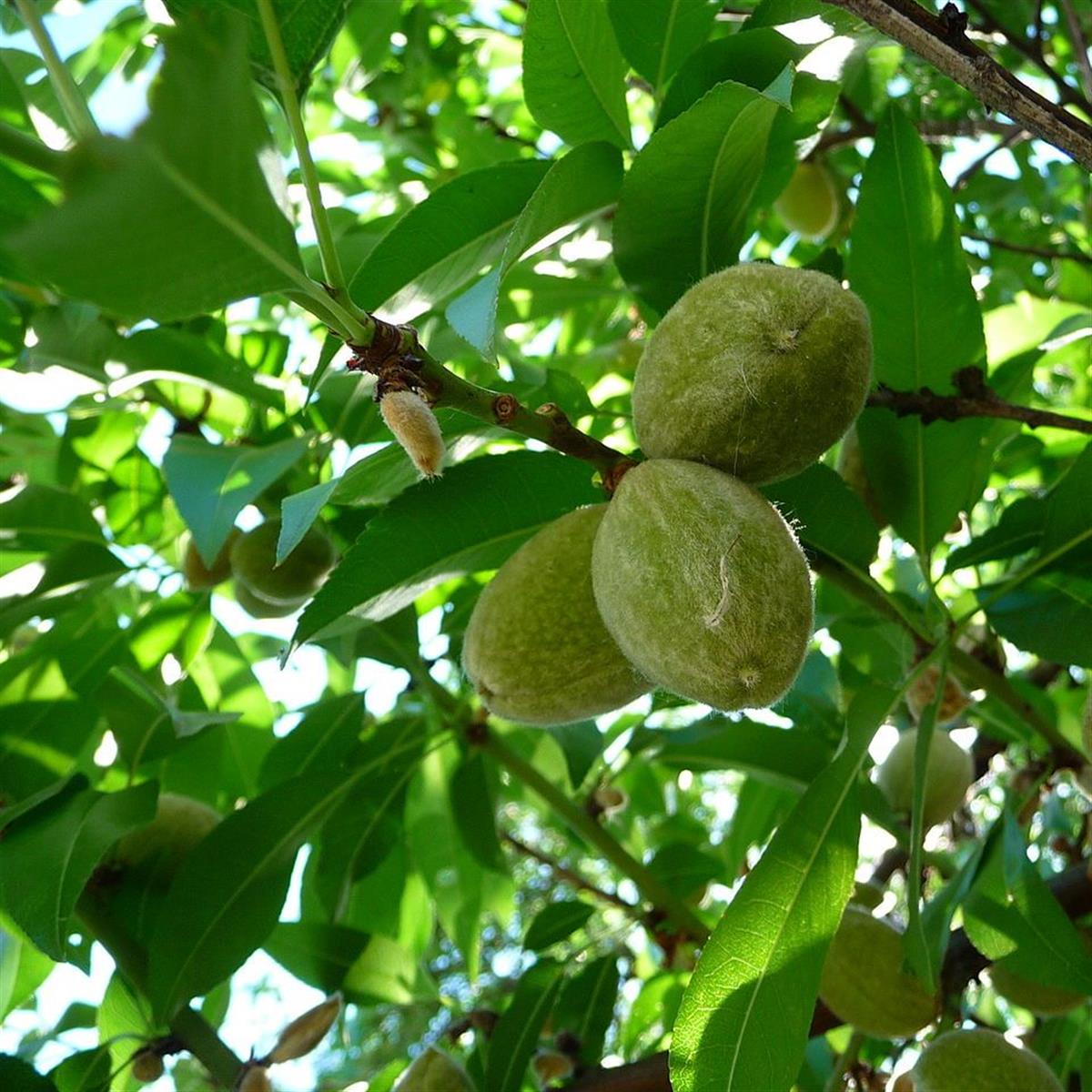 Миндаль обыкновенный (Prunus Dulcis)