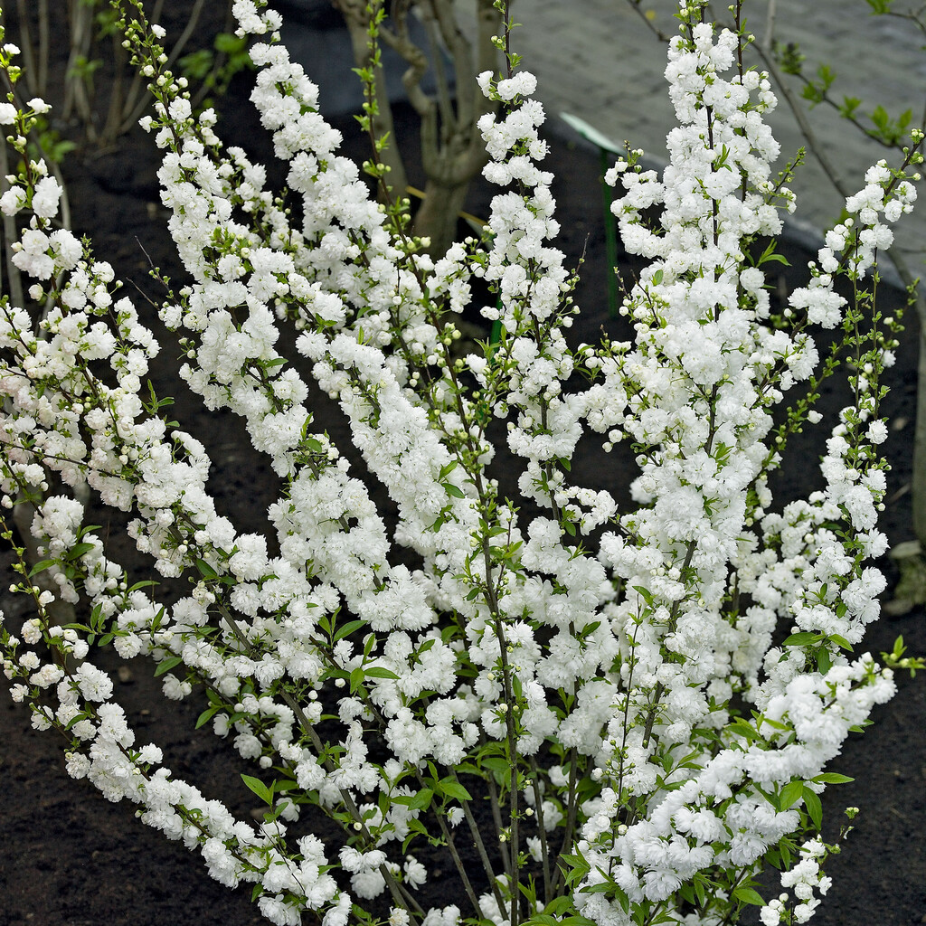 Mandelk&ouml;rsb&auml;r - Prunus glandulosa Alba Plena (Storlek: busk C3)