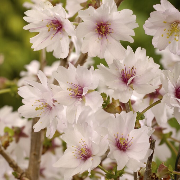 Hybridkörsbär - Prunus incisa Mikinori (Storlek: 40-50 C3)