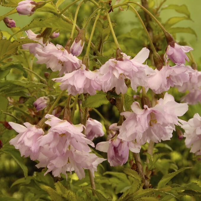 Fujik&ouml;rsb&auml;r - Prunus incisa Oshidori (Storlek: 40-50 C3)