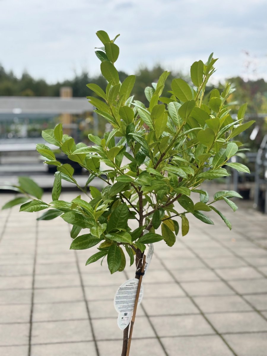 Lagerhägg - Prunus laurocerasus Ani ® (Storlek: 80 stam C5)