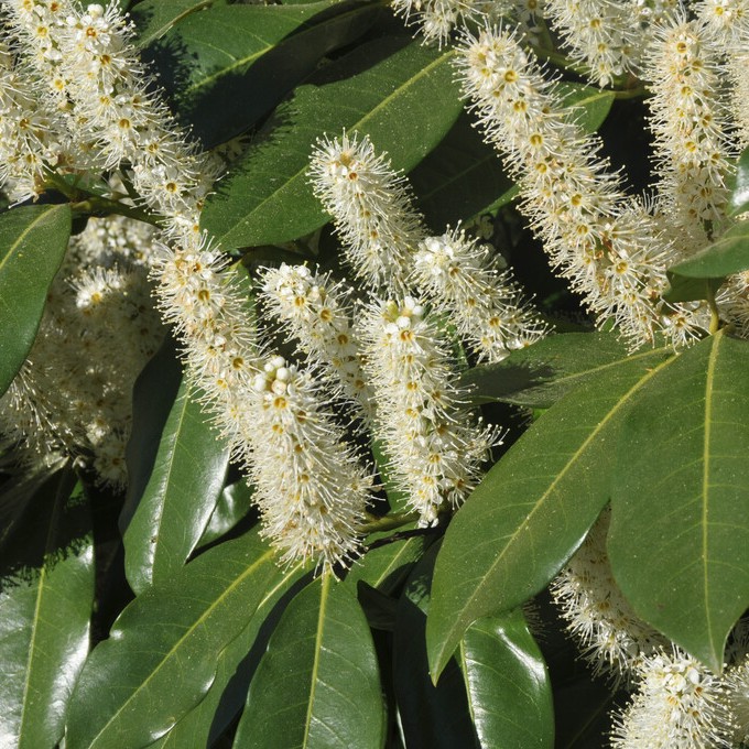Lagerhägg - Prunus laurocerasus Etna ® (Storlek: 150 stam co)